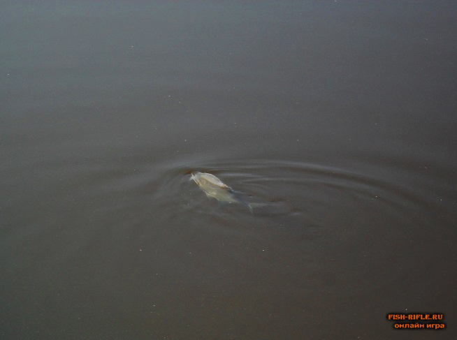 рыба можайское водохранилище