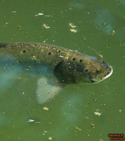 Рыбы с солитером плавают у поверхности